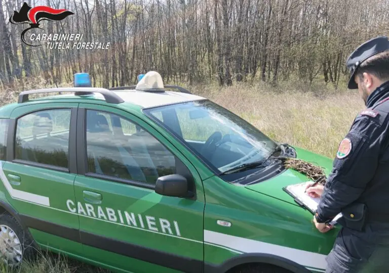 Scatta la stretta sugli asparagi, militari in azione