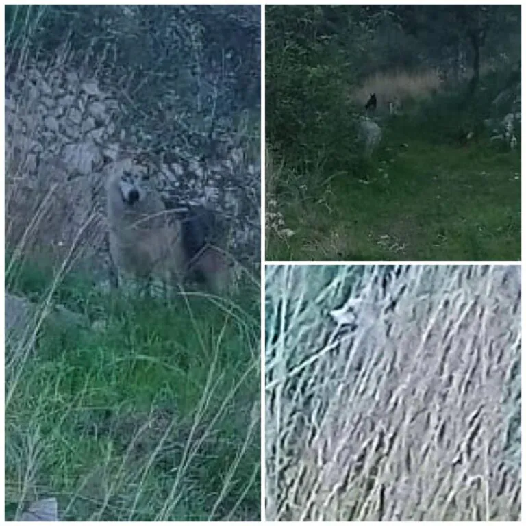 Lupi avvistati nel parco regionale a ridosso di 3 comuni