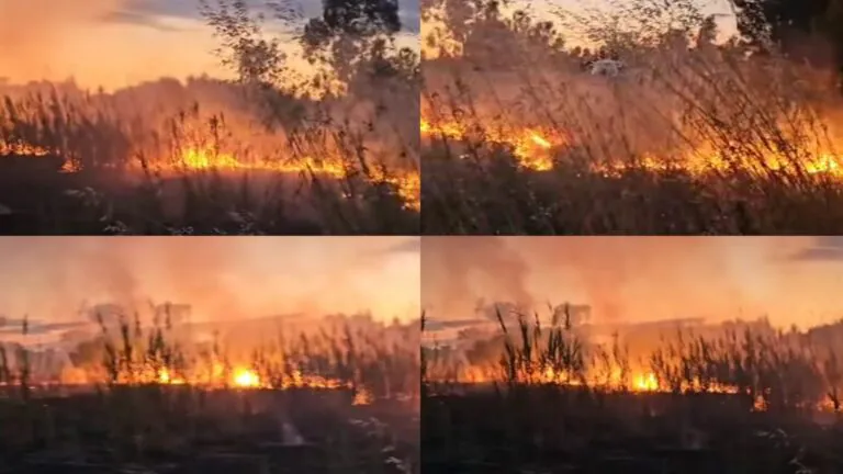 Scoppia rogo sul litorale: intervengono Protezione Civile e pompieri