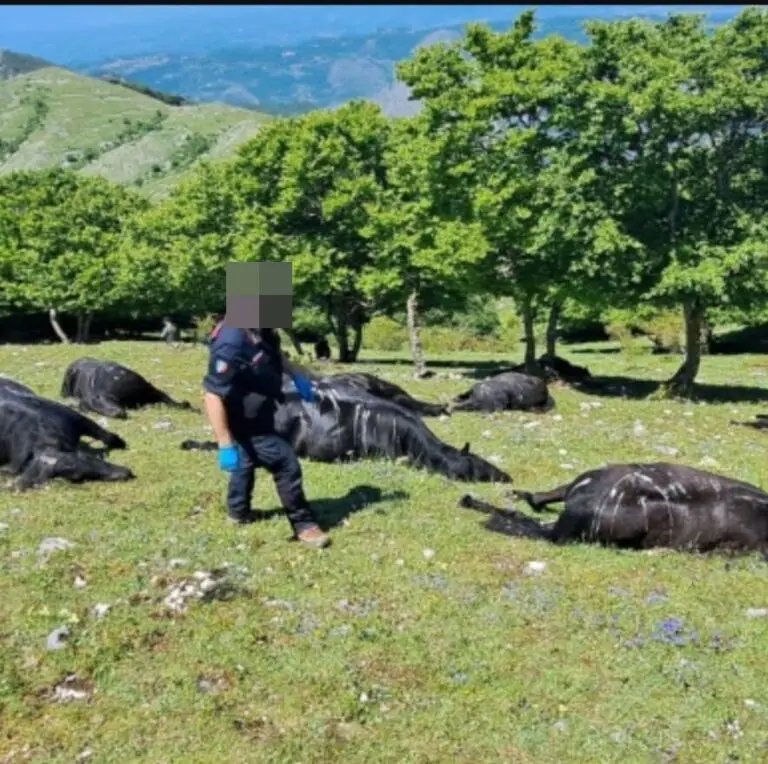 Strage di cavalli: ritrovati senza vita dopo tempesta di fulmini