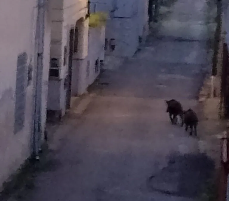 Cinghiali in giro nella frazione: avvistati vicino alle abitazioni