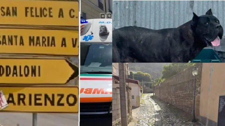 Terrore in zona castello: precipita da un muro dopo l’attacco di un pitbull