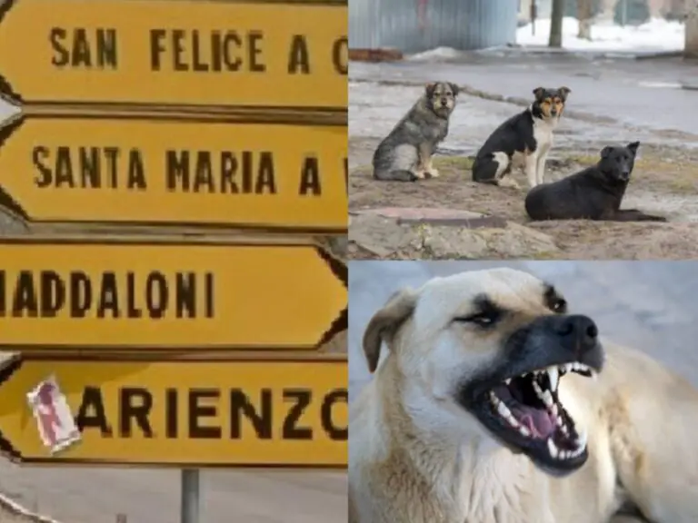 Donna aggredita da branco di cani, resta ferita e si rifugia su albero: stava per essere sbranata