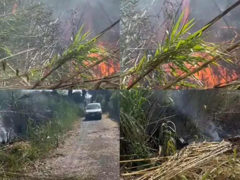 Scoppia incendio sul litorale: pompieri e Protezione Civile sul posto
