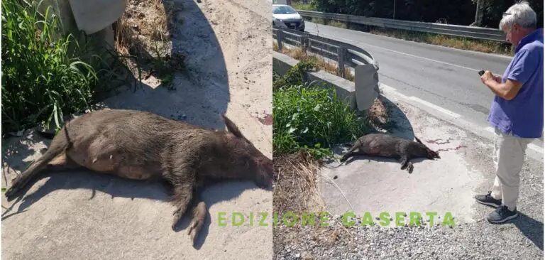 Ennesimo cinghiale travolto e ucciso nel solito punto
