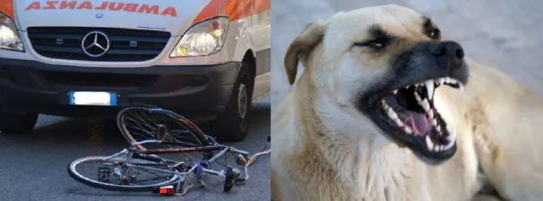 Cade da bici per scappare dal cane che lo insegue, giovanissimo in ospedale