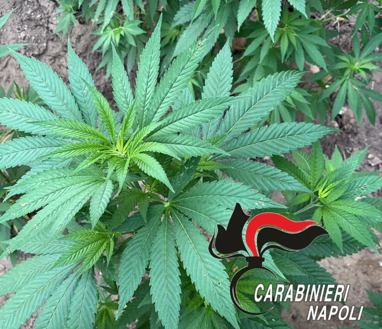 La Colombia della Campania, sequestrate altre piante di cannabis