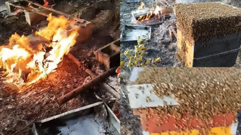 Incendio choc nel casertano distrugge 8 alveari: muoiono 400 mila api