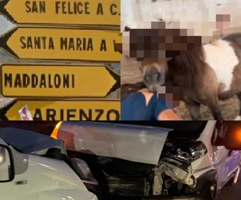 Bimbo morso in volto dal pony: corsa disperata in ospedale, si schiantano contro auto dei parenti