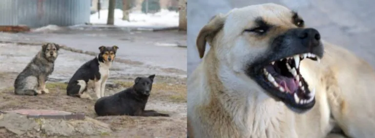 Terrore in strada: donna e il suo cagnolino aggrediti da branco di cani