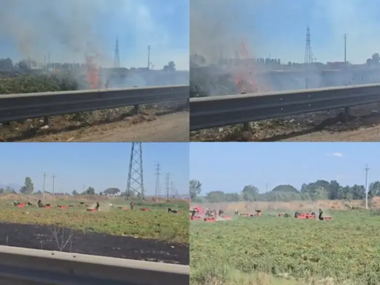 Operai raccolgono pomodori mentre la vegetazione attorno va a fuoco