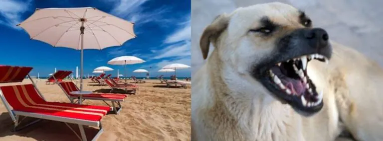 Paura sul Lido: bagnante azzannato da un cane