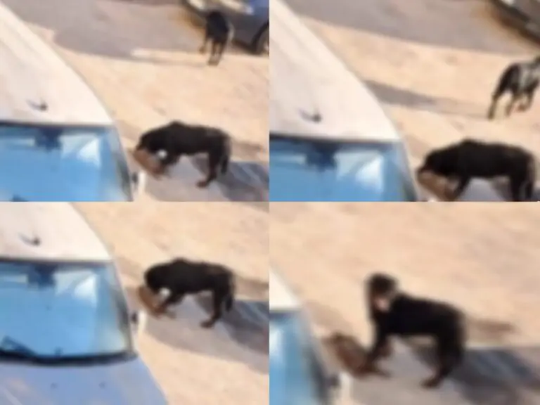 Lasciano i cani in libertà e loro sbranano i gatti nella zona: choc nel Rione