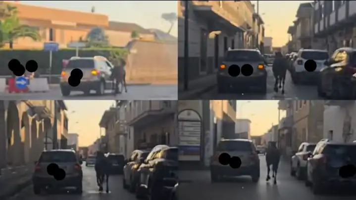 Cavallo in affanno legato ad auto e trascinato per le strade del centro: “Una vergogna”
