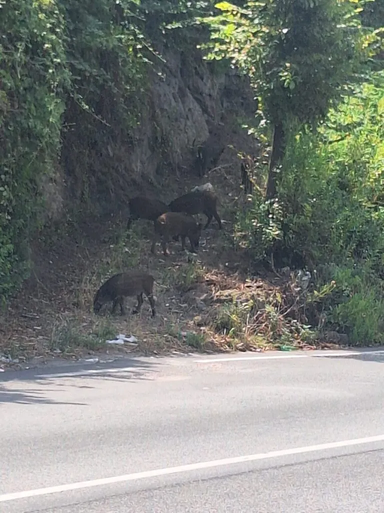 Cinghiali avvistati nei pressi della variante: “Fate attenzione”