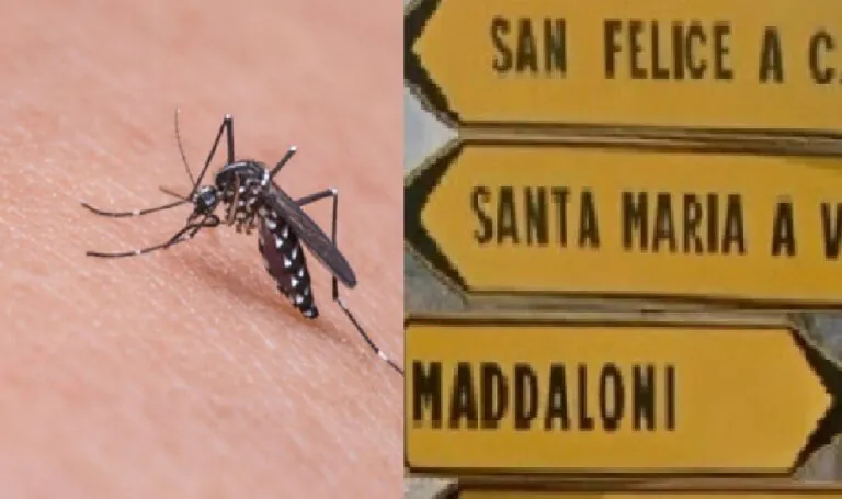 West Nile: disposta disinfestazione straordinaria nella frazione