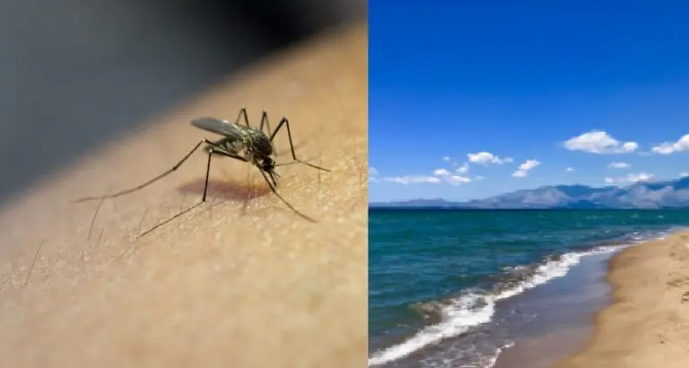 West Nile, altra vittima: ricoverato dopo vacanza sul litorale