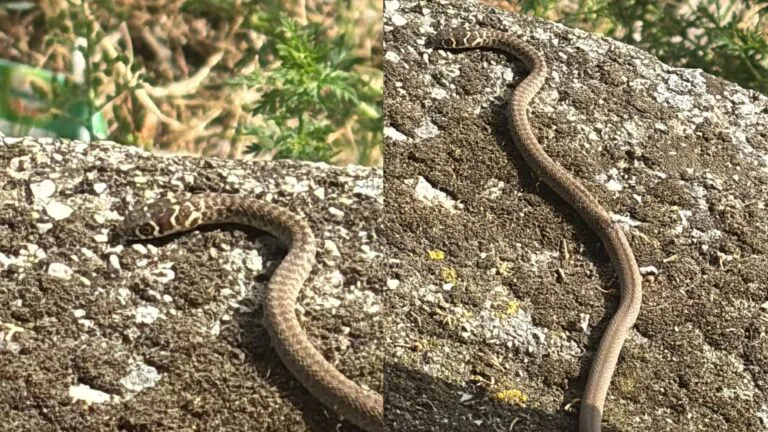 Paura nella frazione: spuntano serpenti accanto alle panchine