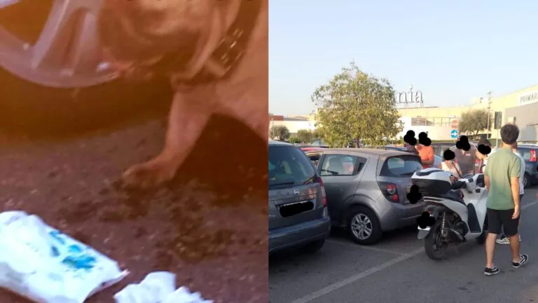 Cane rinchiuso in auto nel parcheggio del centro commerciale: folla di curiosi assiste al ‘salvataggio’