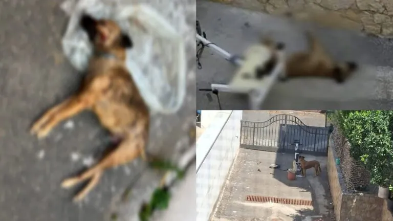Parte in vacanza lasciando i cani legati al sole. Uno muore