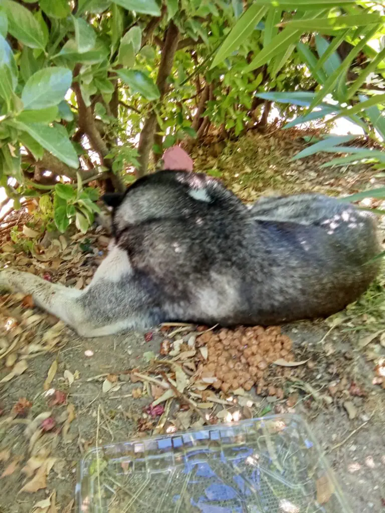 Cane trovato fuori al Comune: l’intervento per salvarlo