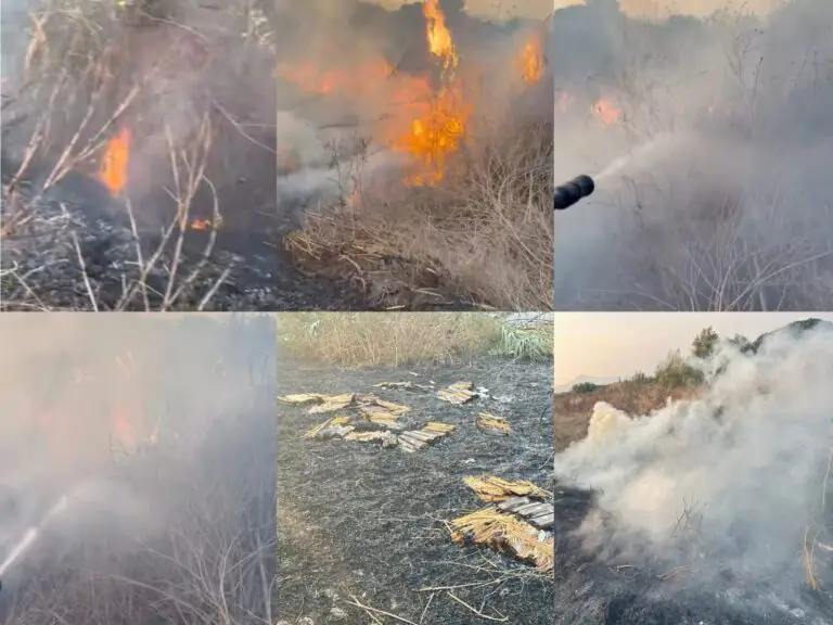Danno fuoco ad alimenti scatenando vasto rogo sul litorale: Protezione Civile in azione