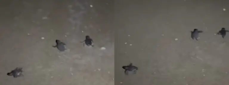 Si schiudono le uova delle tartarughe marine: “Recupero e bonifica del litorale sia priorità”. Video