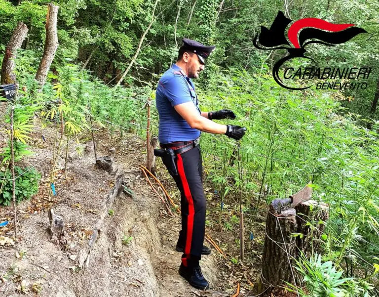 Vanno nel bosco e scoprono piantagione di marijuana, coppia nei guai