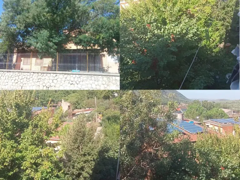 Alberi della scuola non potati: residenti della frazione preoccupati