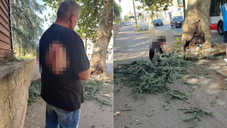 Ramo cade da albero e finisce su 2 persone