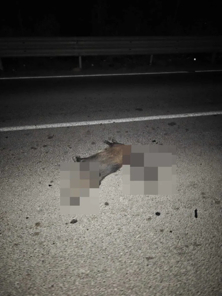 Cinghiale sbuca all’improvviso, auto lo centra e muore. Paura per il conducente