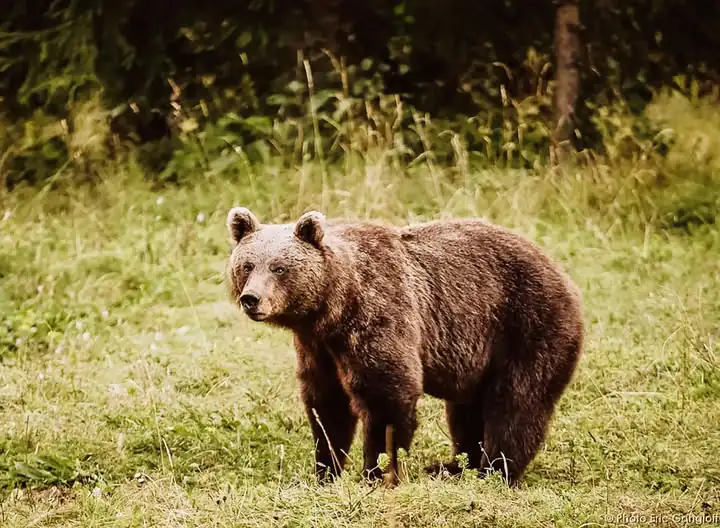 Orso nel casertano: ecco dove è stato avvistato l’ultima volta