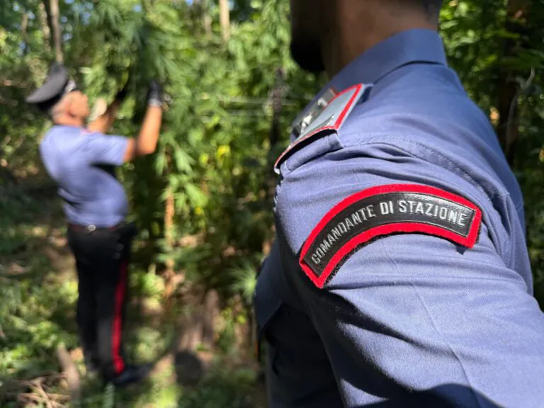 Serra con 180 piante di marijuana nel cuore della Valle. Scatta il blitz