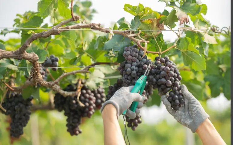 Tragedia durante vendemmia: muore dopo caduta nel tino d’uva