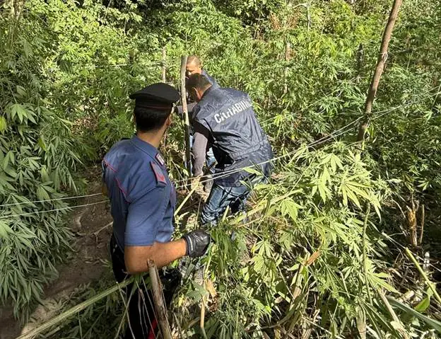 Carabinieri scoprono serra con 70 piante di marijuana