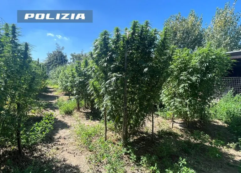 Scoperta piantagione di marijuana nel quartiere, 2 arresti