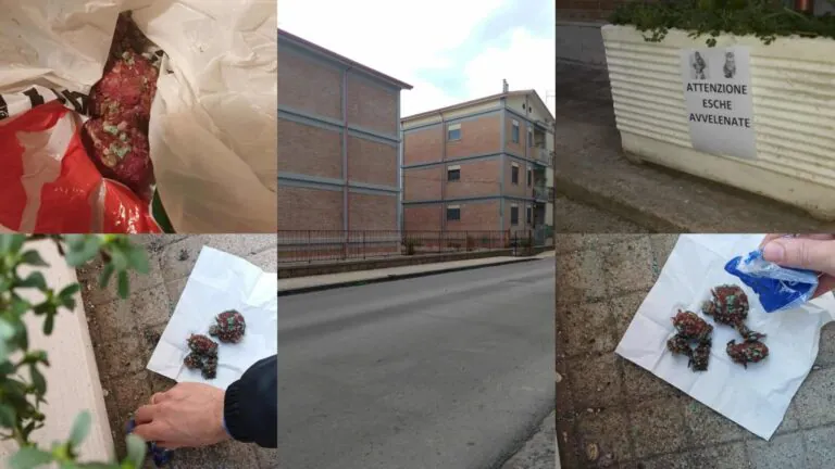 Spargono polpette avvelenate per eliminare gatti: scatta l’allarme