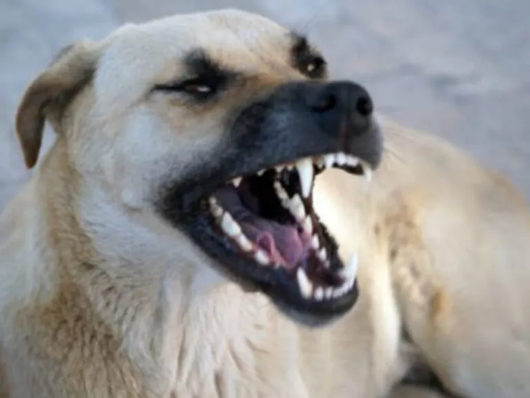 Cane lo aggredisce e lo morde al petto: paura al parco