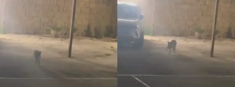 Cinghiale in giro nella frazione
