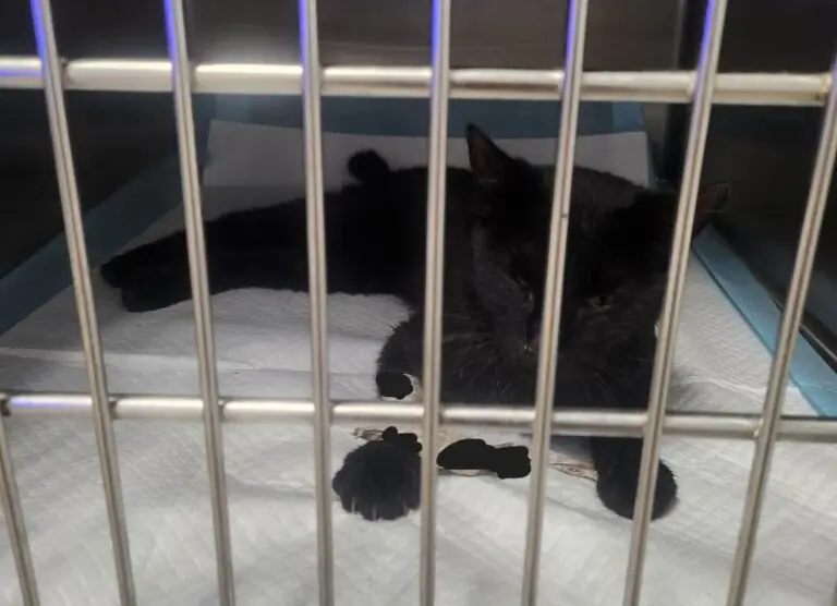 Non sopporta la presenza dei gatti e li avvelena: orrore in città