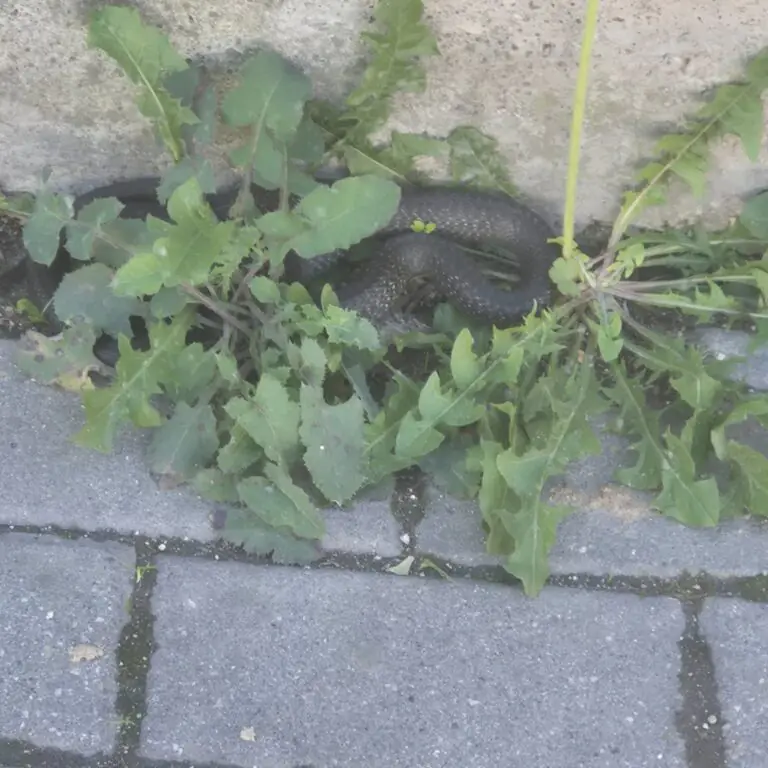 Serpente attacca genitore e bimbo: paura in strada