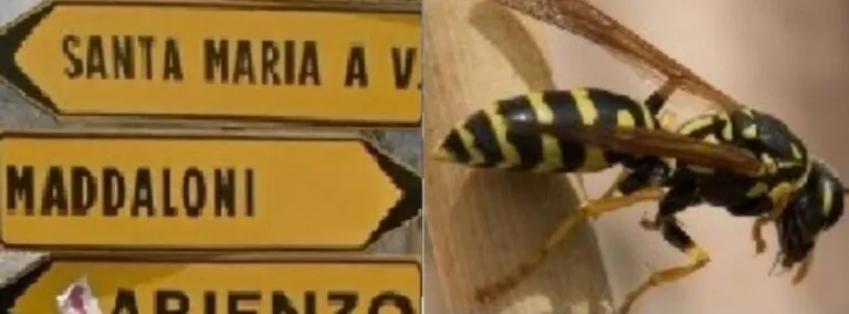 Città invasa dalle vespe, cittadini esasperati: “A chi ci rivolgeremo?”