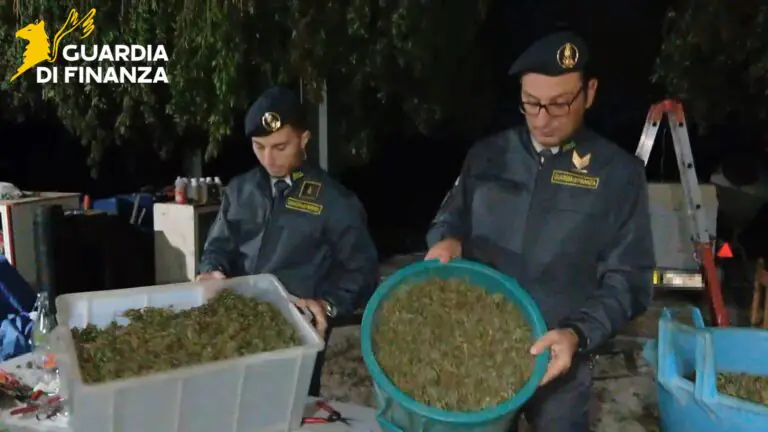 Scoperta fabbrica di droga: oltre una tonnellata di cannabis