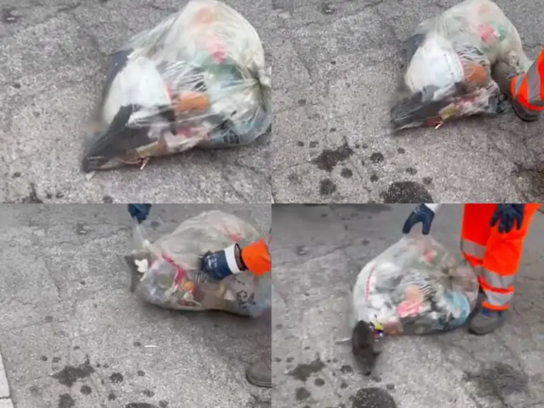 Gattino chiuso in una busta della spazzatura: orrore in città