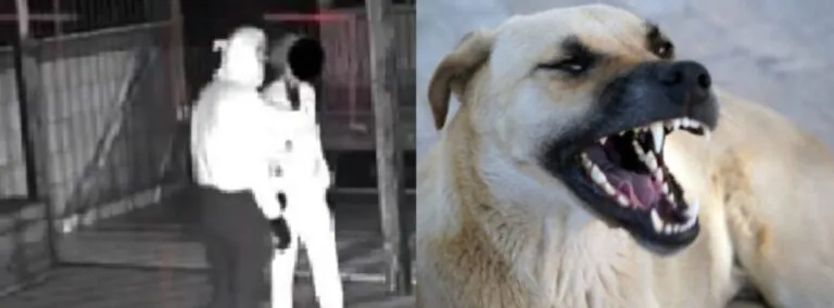 Raid in casa dell’assessore: cane li mette in fuga