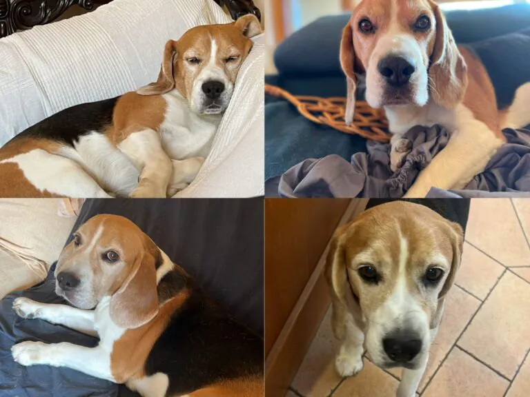 Smarrito cane malato, l’appello per ritrovarlo. Prevista ricompensa