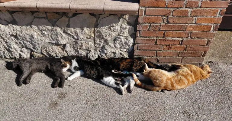 Strage di gatti: orrore nella frazione
