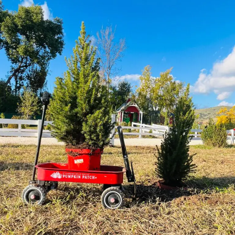 Il Giardino delle Zucche si rinnova con il Thanksgiving & Tree Patch