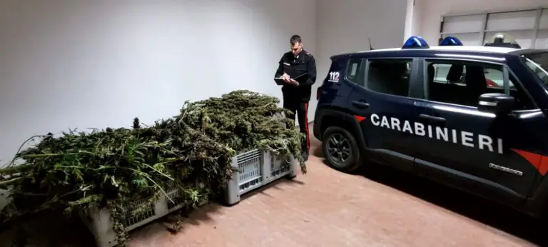 Carabinieri trovano deposito di un quintale di marijuana, 2 arresti