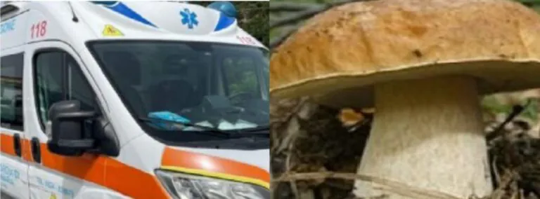 Ingerisce funghi e resta intossicata, portata in ospedale